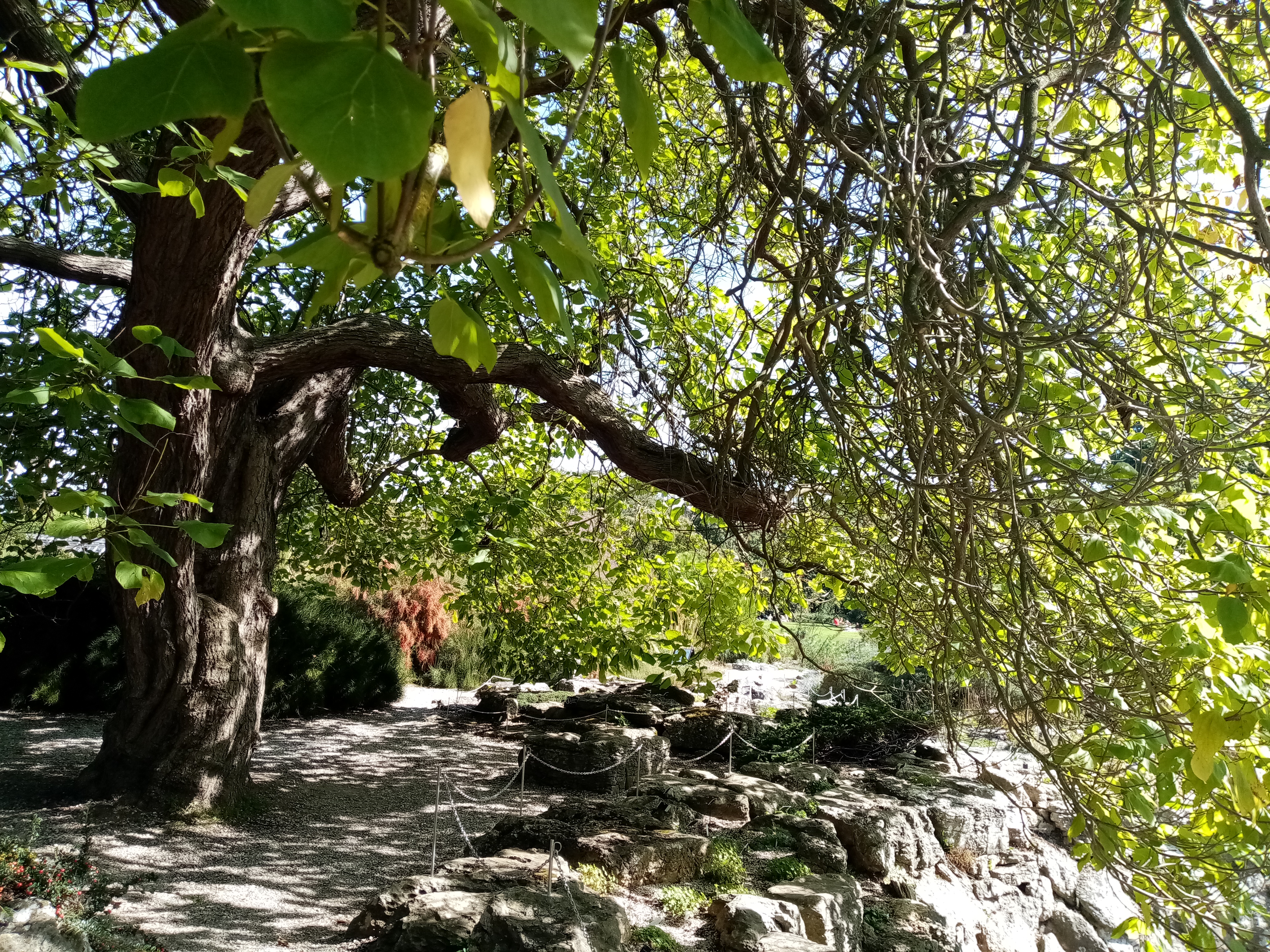 A tree with a large tree trunk and branches and green leaves that swoop downwards. The tree is situated on tarmac which is surrounded by rock.